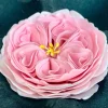 Cortadores tappit flor rosa inglesa (3) - FMM