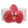 Flores de oblea orquídeas rojas 7 cm (10) - Funcakes