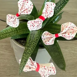 Papel de fibra vegetal - 6 fotos iguales en Círculos de 8 cm - Impresión personalizada
