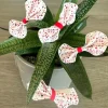 Papel de fibra vegetal - 70 fotos iguales en Círculos de 2 cm - Impresión personalizada