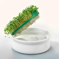 Plato con tapa para germinar semillas - Cerámica - Germline