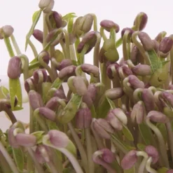 Semillas de judía mungo para germinar ecológicas 120 gr - Sonnentor