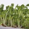 Semillas de rábano para germinar ecológicas 120 gr - Sonnentor