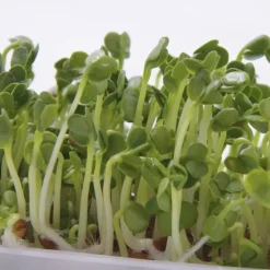 Semillas de rábano para germinar ecológicas 120 gr - Sonnentor