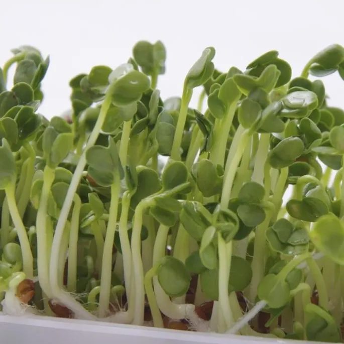 Semillas de rábano para germinar ecológicas 120 gr - Sonnentor